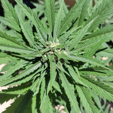Runtz Auto growlog photo: 8 días más y ya corte