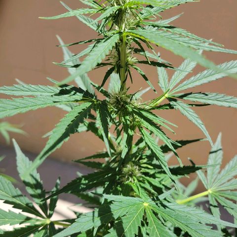 Súper Lemon Haze auto growlog timeline photo