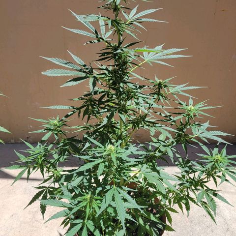 Súper Lemon Haze auto growlog timeline photo