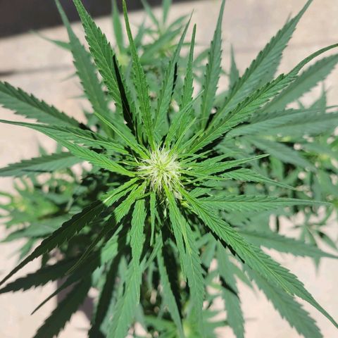 Súper Lemon Haze auto growlog timeline photo