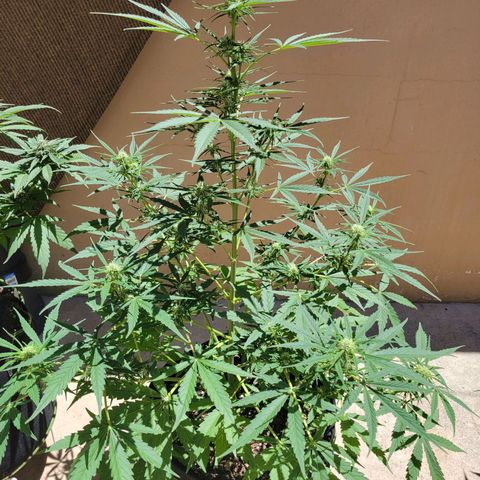 Gorilla Glue #4 growlog timeline photo