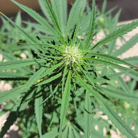 Gorilla Glue #4 growlog timeline photo