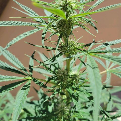 Gorilla Glue #4 growlog timeline photo