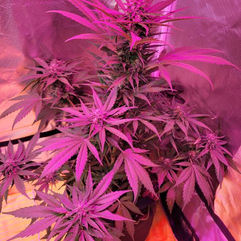 Runtz Auto growlog timeline photo