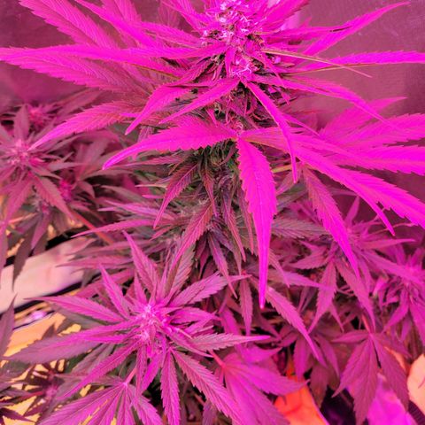 Runtz Auto growlog timeline photo
