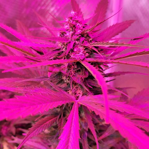 Runtz Auto growlog timeline photo