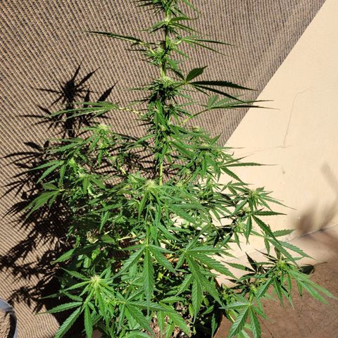 Súper Lemon Haze auto growlog timeline photo