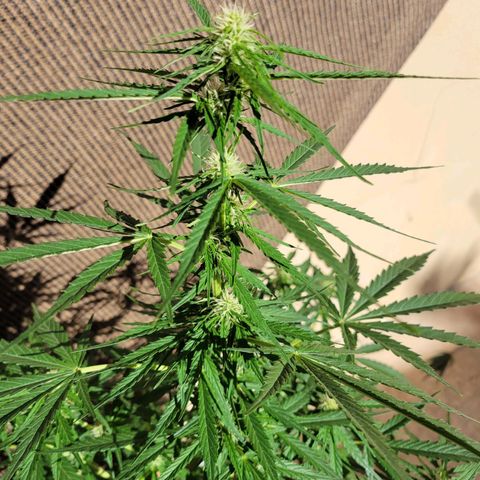 Súper Lemon Haze auto growlog timeline photo