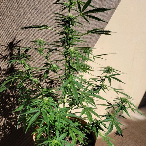 Súper Lemon Haze auto growlog timeline photo