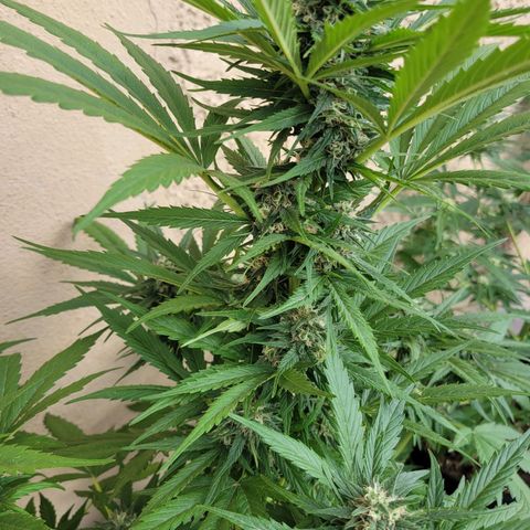 Runtz Auto growlog timeline photo