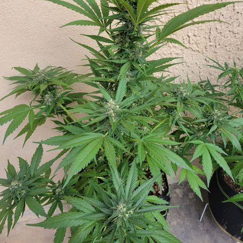 Runtz Auto growlog timeline photo