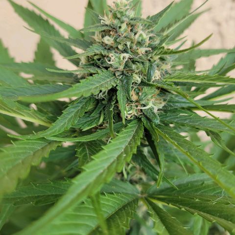 Runtz Auto growlog timeline photo