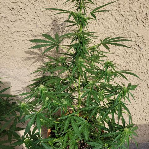 Súper Lemon Haze auto growlog timeline photo