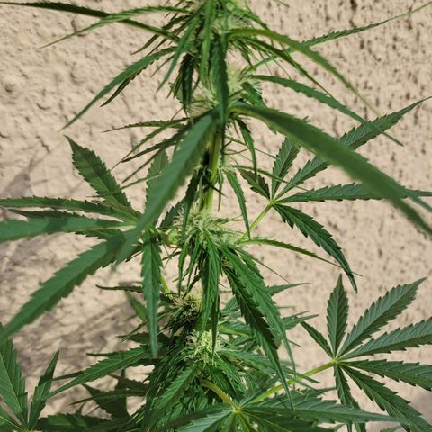 Súper Lemon Haze auto growlog timeline photo