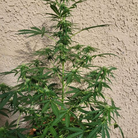 Súper Lemon Haze auto growlog timeline photo