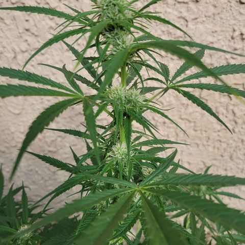 Gorilla Glue #4 growlog timeline photo