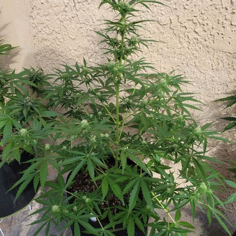 Gorilla Glue #4 growlog timeline photo