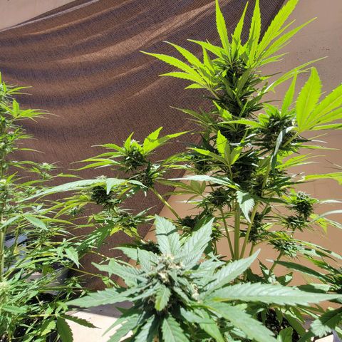 Runtz Auto growlog timeline photo