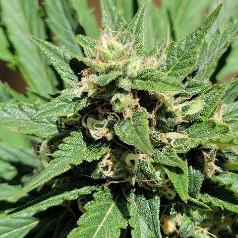Runtz Auto growlog timeline photo