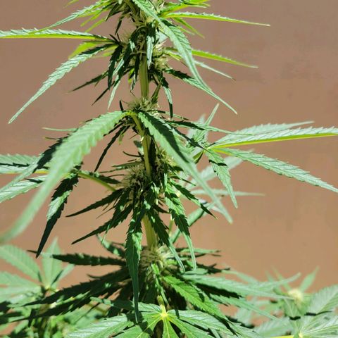 Súper Lemon Haze auto growlog timeline photo
