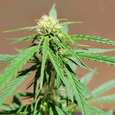 Súper Lemon Haze auto growlog timeline photo