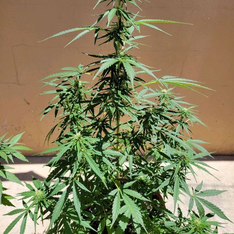 Súper Lemon Haze auto growlog timeline photo