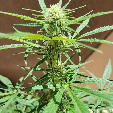 Gorilla Glue #4 growlog timeline photo