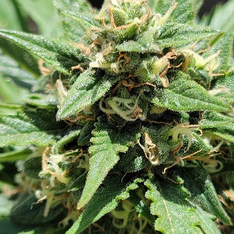 Runtz Auto growlog timeline photo