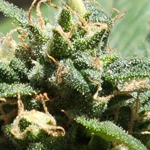 Runtz Auto growlog timeline photo