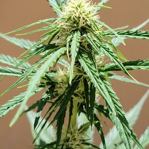 Súper Lemon Haze auto growlog timeline photo