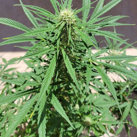 Gorilla Glue #4 growlog timeline photo