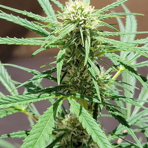 Gorilla Glue #4 growlog timeline photo