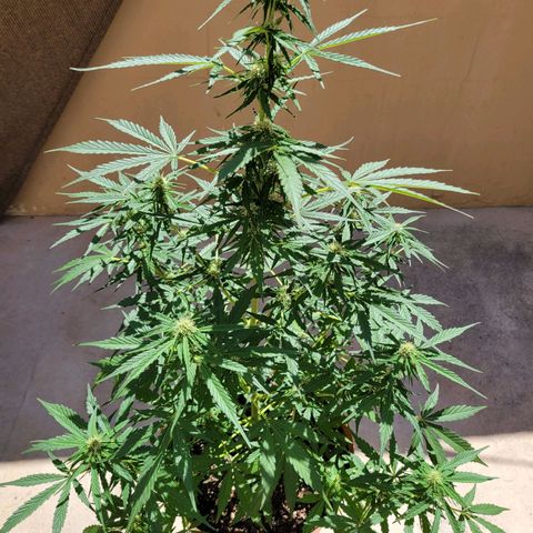 Súper Lemon Haze auto growlog timeline photo