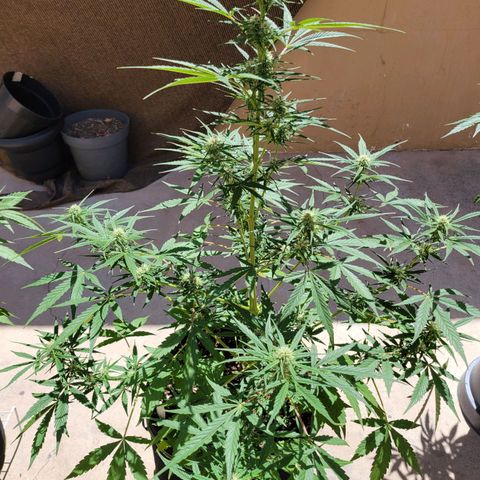 Gorilla Glue #4 growlog timeline photo