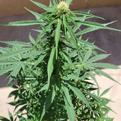 Súper Lemon Haze auto growlog timeline photo