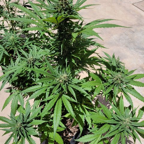 Runtz Auto growlog timeline photo