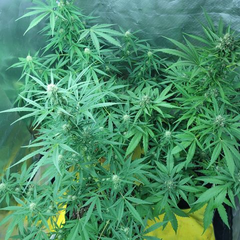 Súper Lemon Haze auto growlog timeline photo