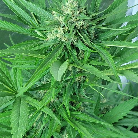 Runtz Auto growlog timeline photo