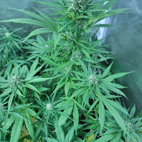 Runtz Auto growlog timeline photo