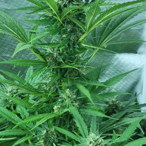 Runtz Auto growlog timeline photo