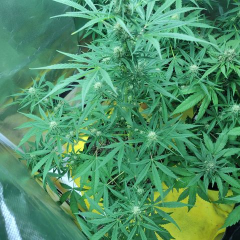 Gorilla Glue #4 growlog timeline photo
