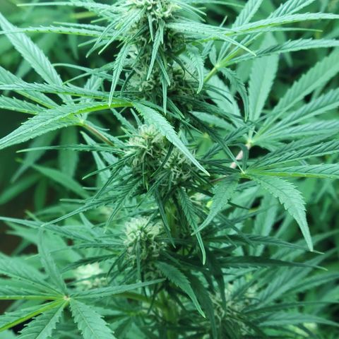 Gorilla Glue #4 growlog timeline photo