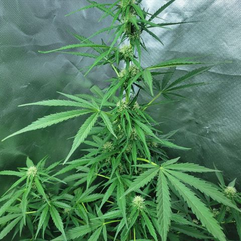Súper Lemon Haze auto growlog timeline photo
