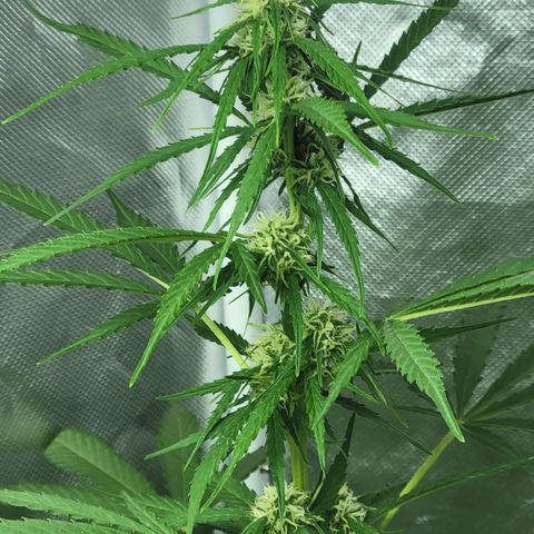 Súper Lemon Haze auto growlog timeline photo