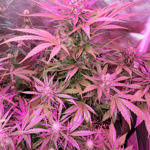 Runtz Auto growlog timeline photo