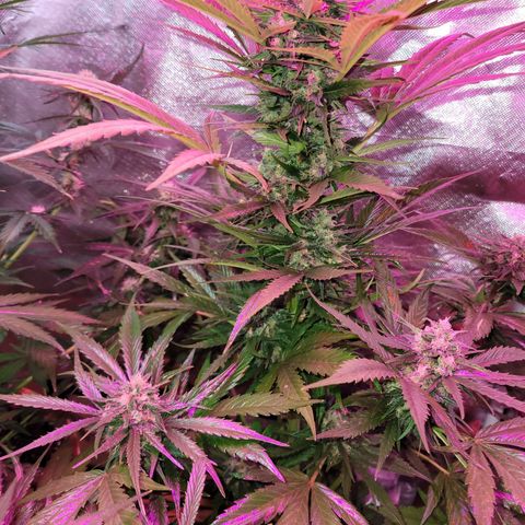 Runtz Auto growlog timeline photo