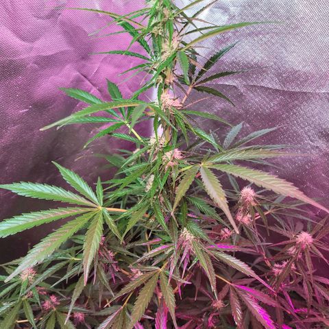Súper Lemon Haze auto growlog timeline photo