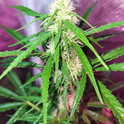 Súper Lemon Haze auto growlog timeline photo