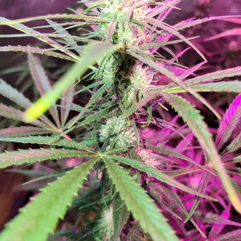 Gorilla Glue #4 growlog timeline photo