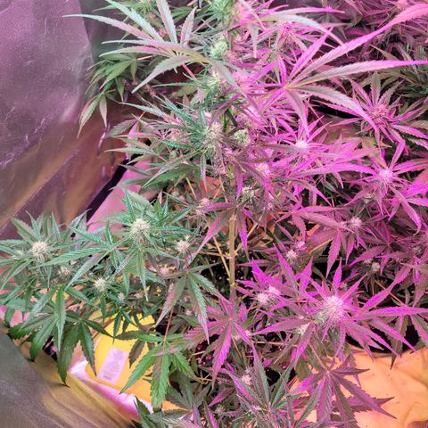 Gorilla Glue #4 growlog timeline photo